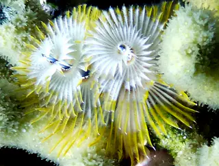 Underwater photograph by Joel Bergsma