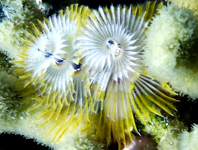 Underwater photograph by Joel Bergsma