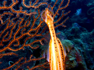 Underwater photograph by Joel Bergsma
