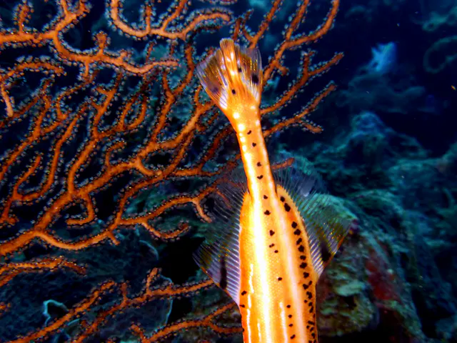 Underwater photograph by Joel Bergsma
