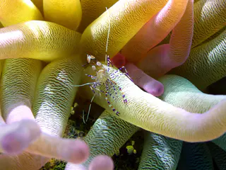 Underwater photograph by Joel Bergsma