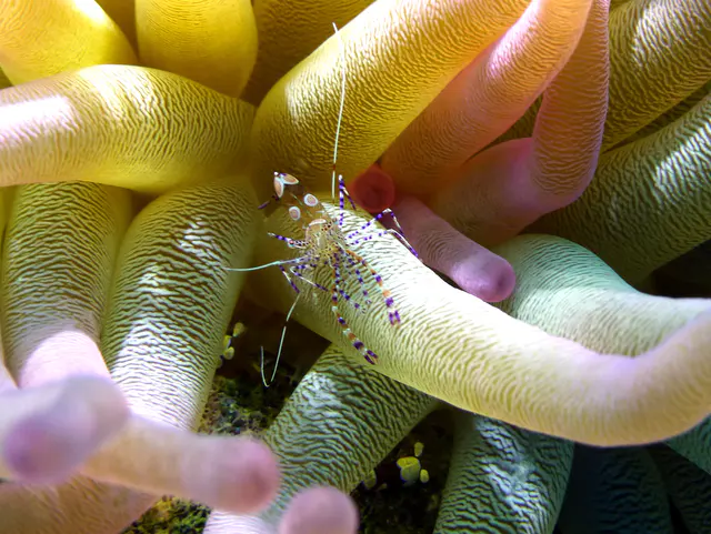 Underwater photograph by Joel Bergsma