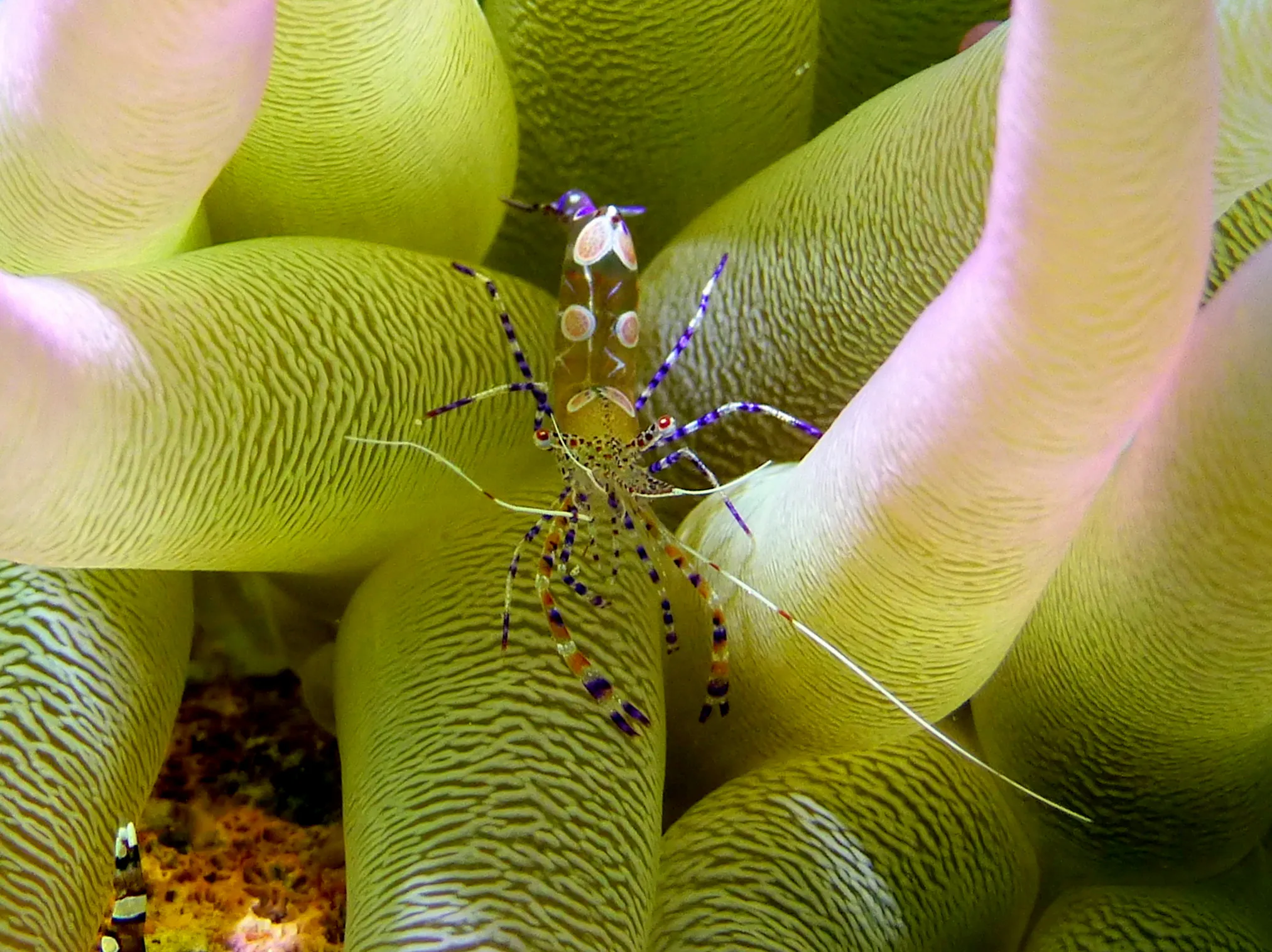 Shrimp, Bonaire, 2013