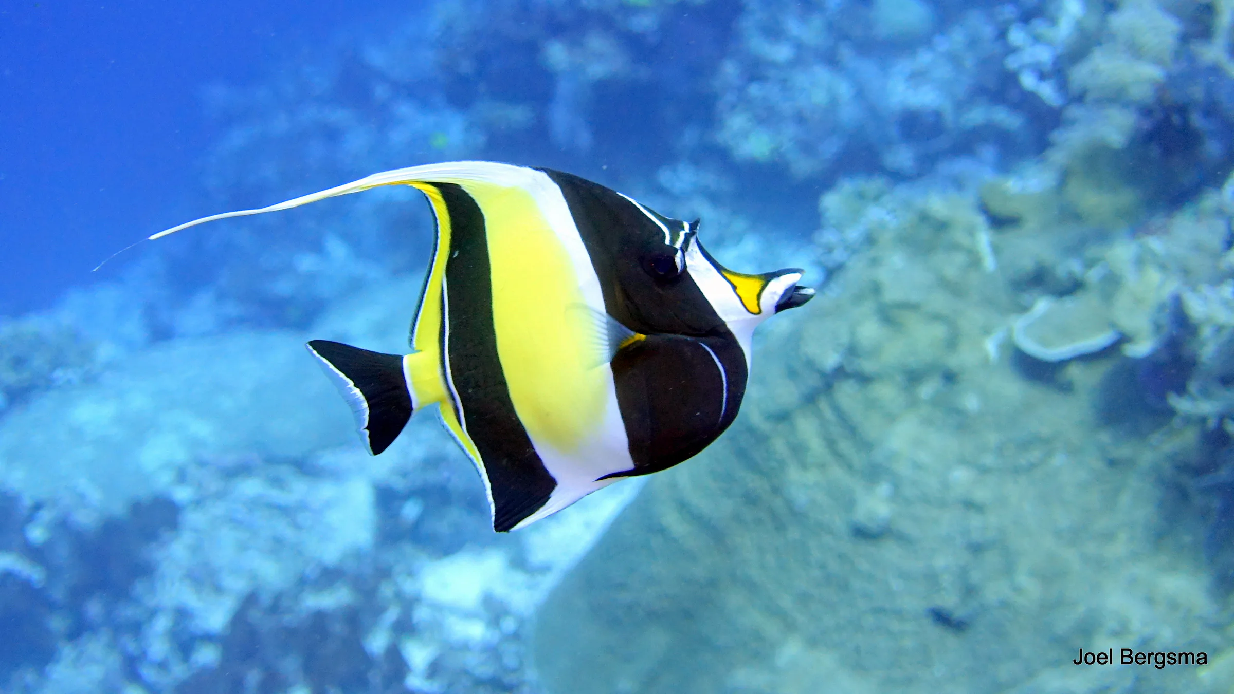 Moorish Idol, Philippines, 2017