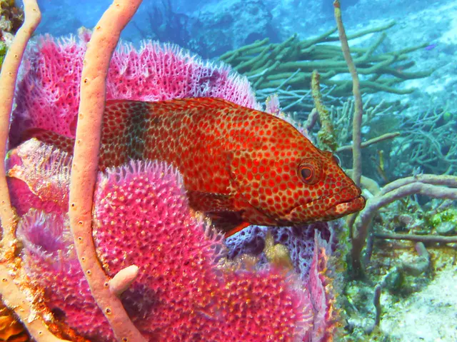 Underwater photograph by Joel Bergsma