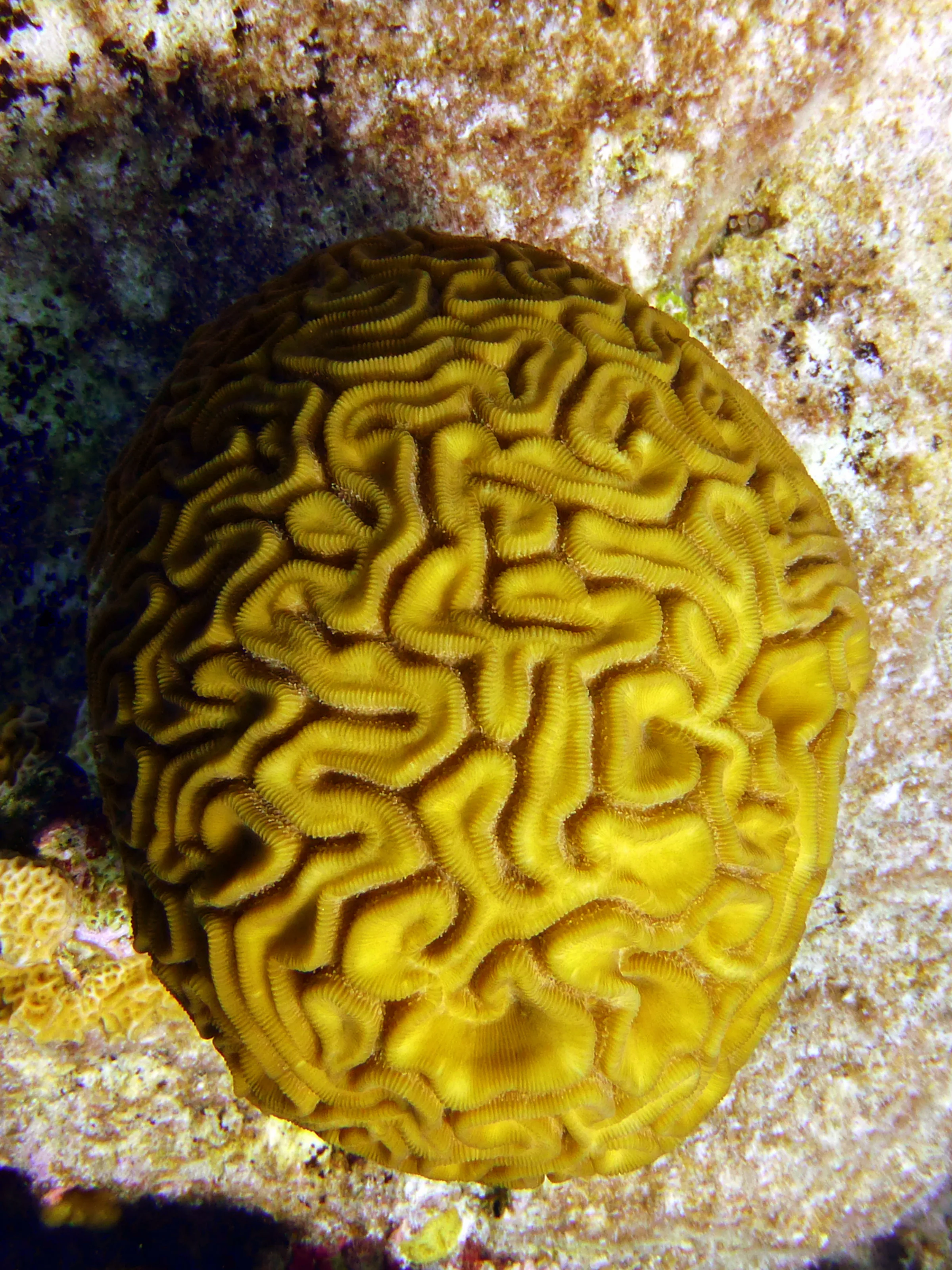 Brain Coral, Bonaire, 2013