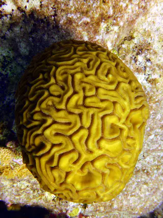 Underwater photograph by Joel Bergsma