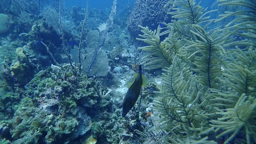 Whitespotted Filefish