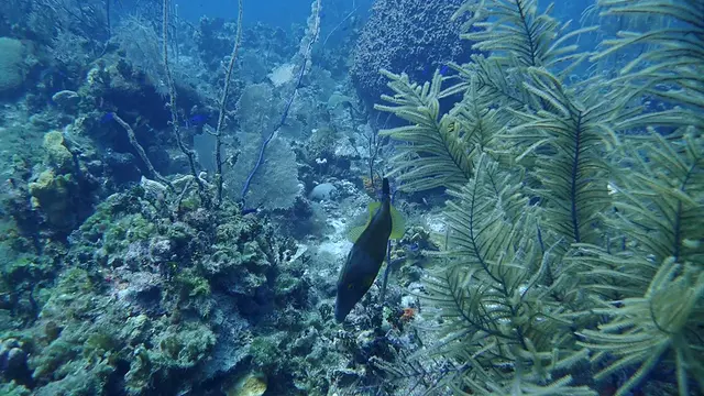 Whitespotted Filefish