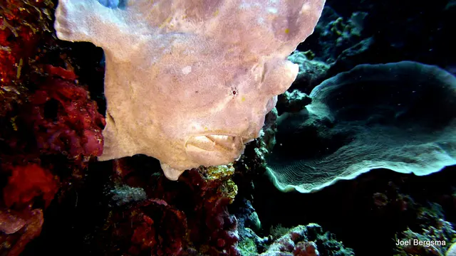 Underwater photograph by Joel Bergsma