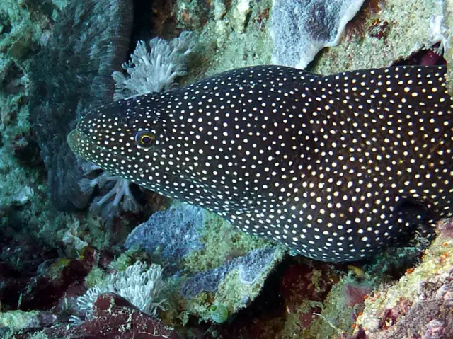 Underwater photograph by Joel Bergsma