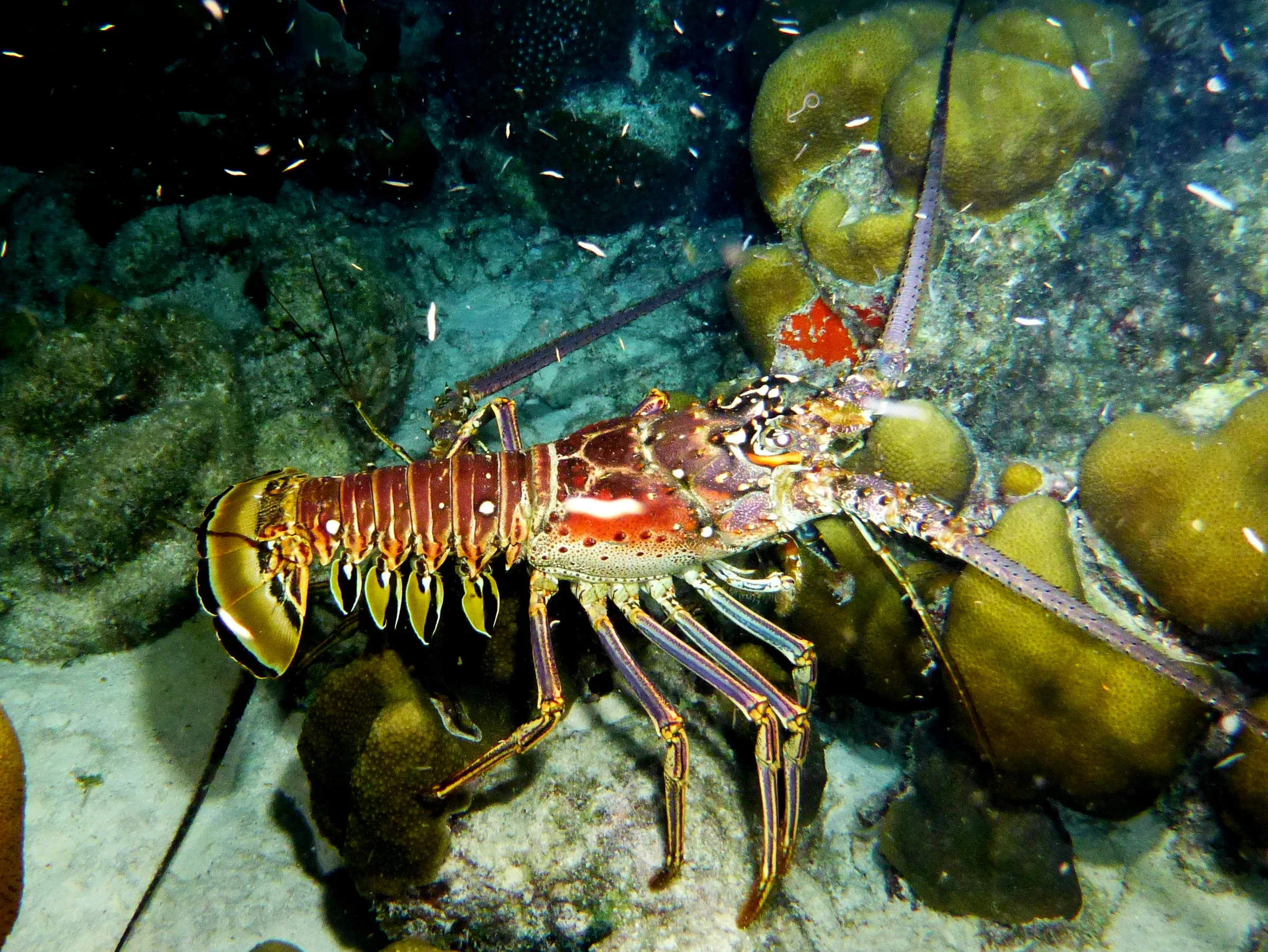 Lobster, Bonaire, 2013