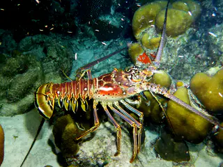 Underwater photograph by Joel Bergsma