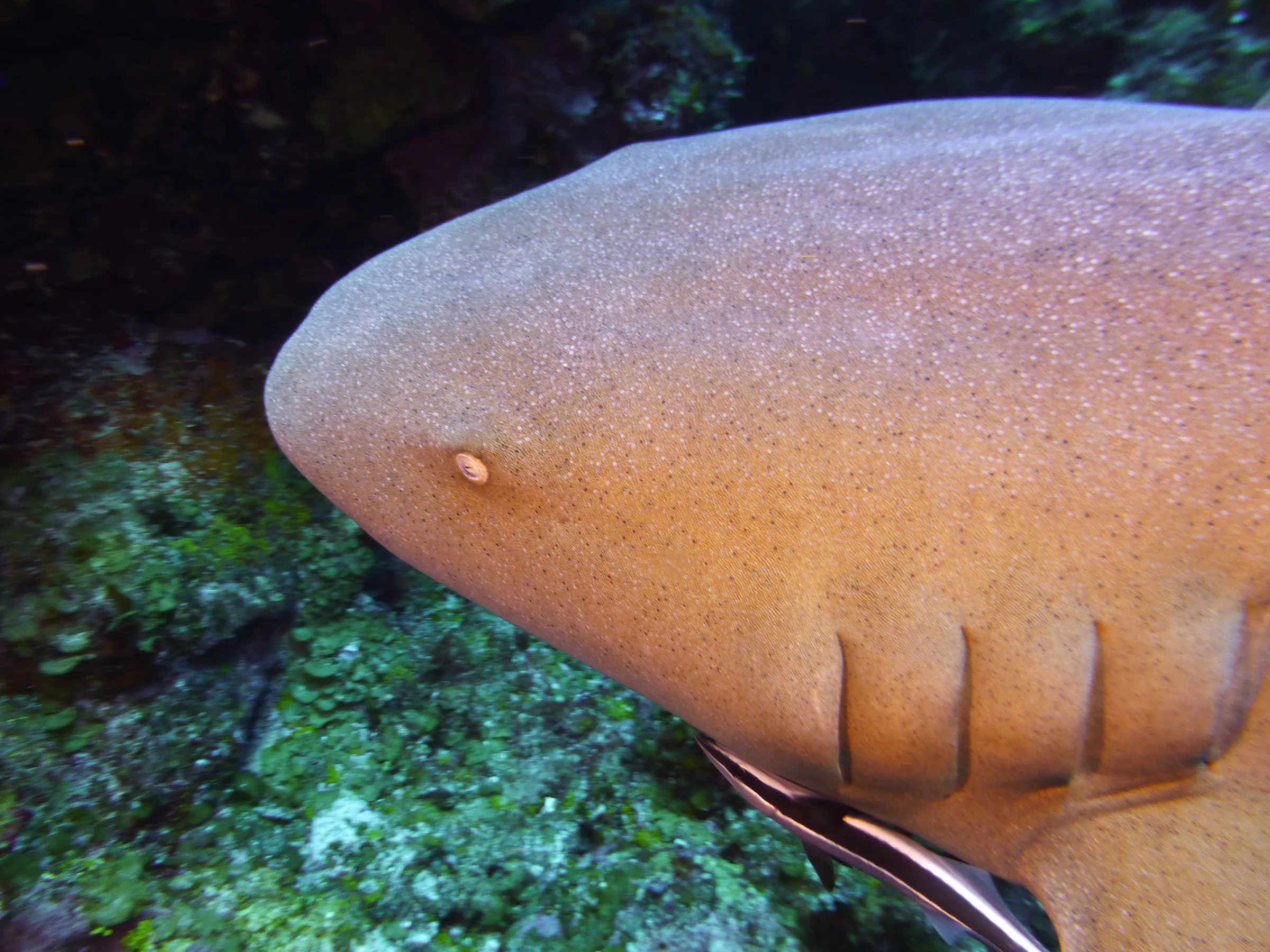 Nurse Shark, Belize, 2017