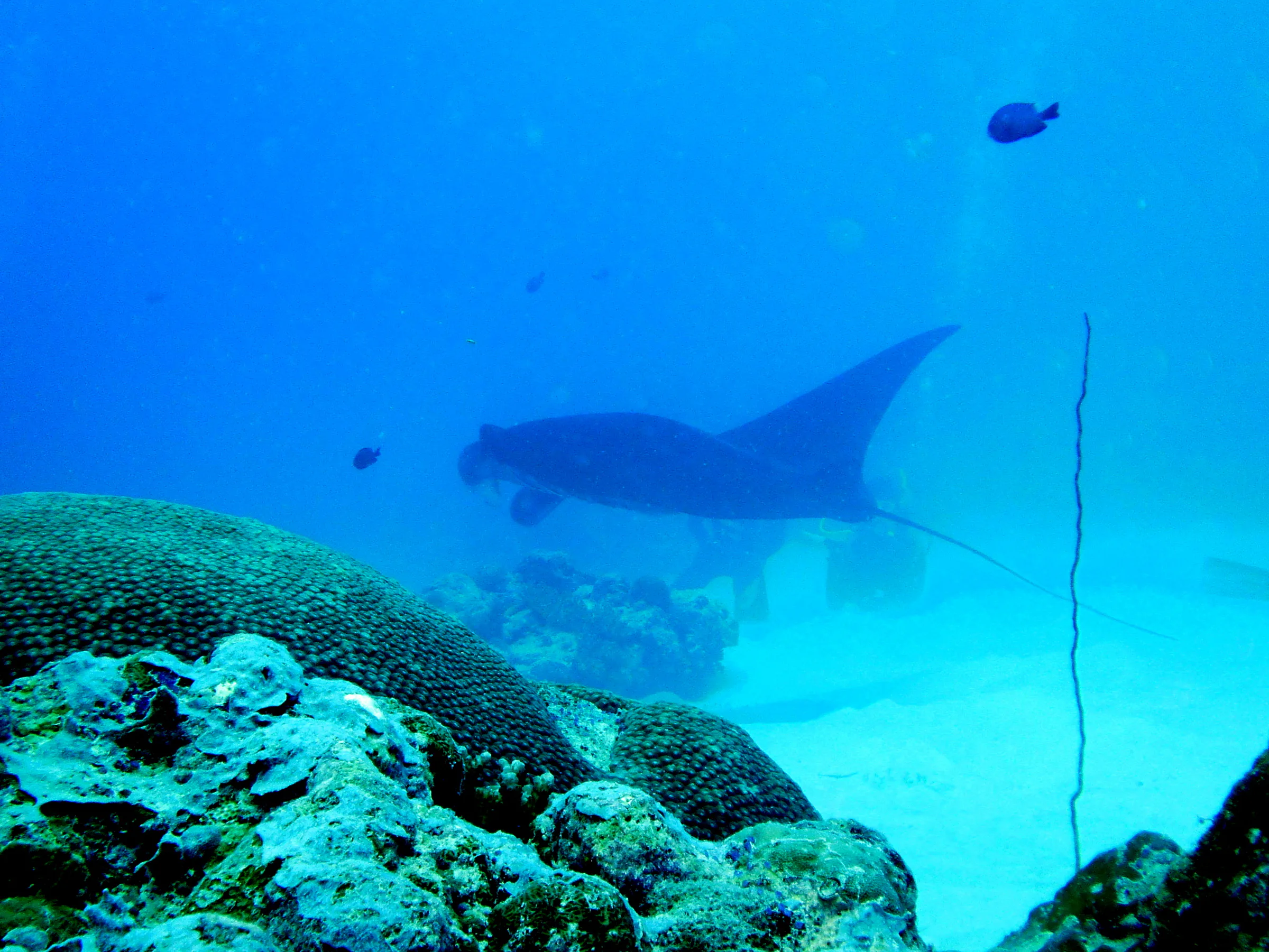 A black manta ray circles the coral balmy cleaning station at the mouth of the German Channel, Palau. Three divers kneel in the sand to watch. 2011-01-15.