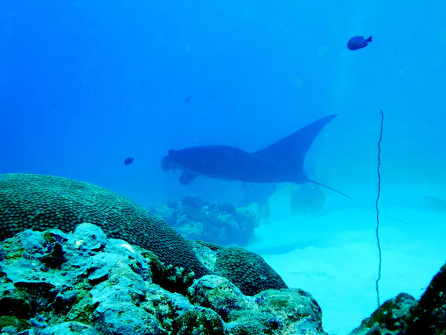 A black manta ray circles the coral balmy cleaning station at the mouth of the German Channel, Palau. Three divers kneel in the sand to watch.   2011-01-15.