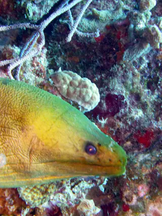 Underwater photograph by Joel Bergsma