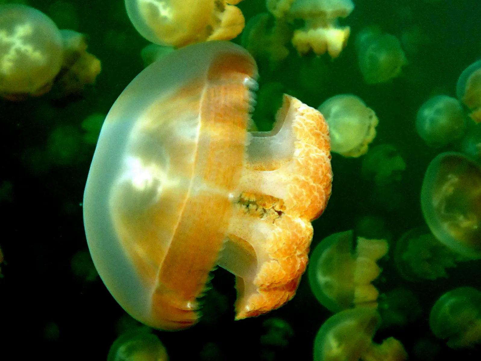 A beautiful Golden Jellyfish with a bell shaped dome. Jellyfish Lake, Palau, 2011. See Paul Humann, et al, Reeff Creature Identification (2010), page 17.