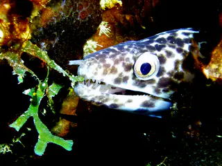 Underwater photograph by Joel Bergsma