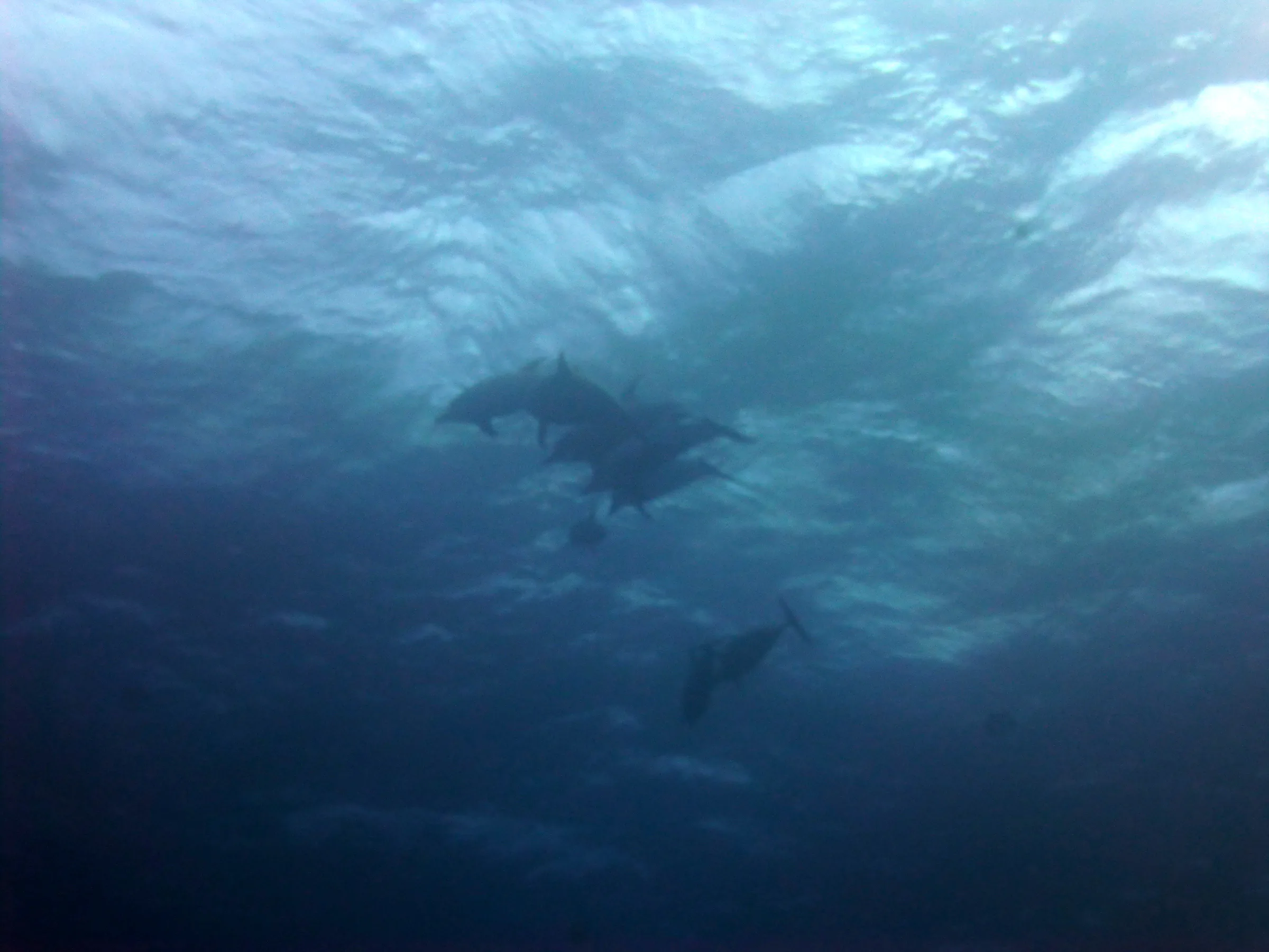 Dolphin, Belize, 2017