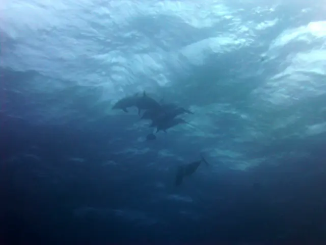Underwater photograph by Joel Bergsma