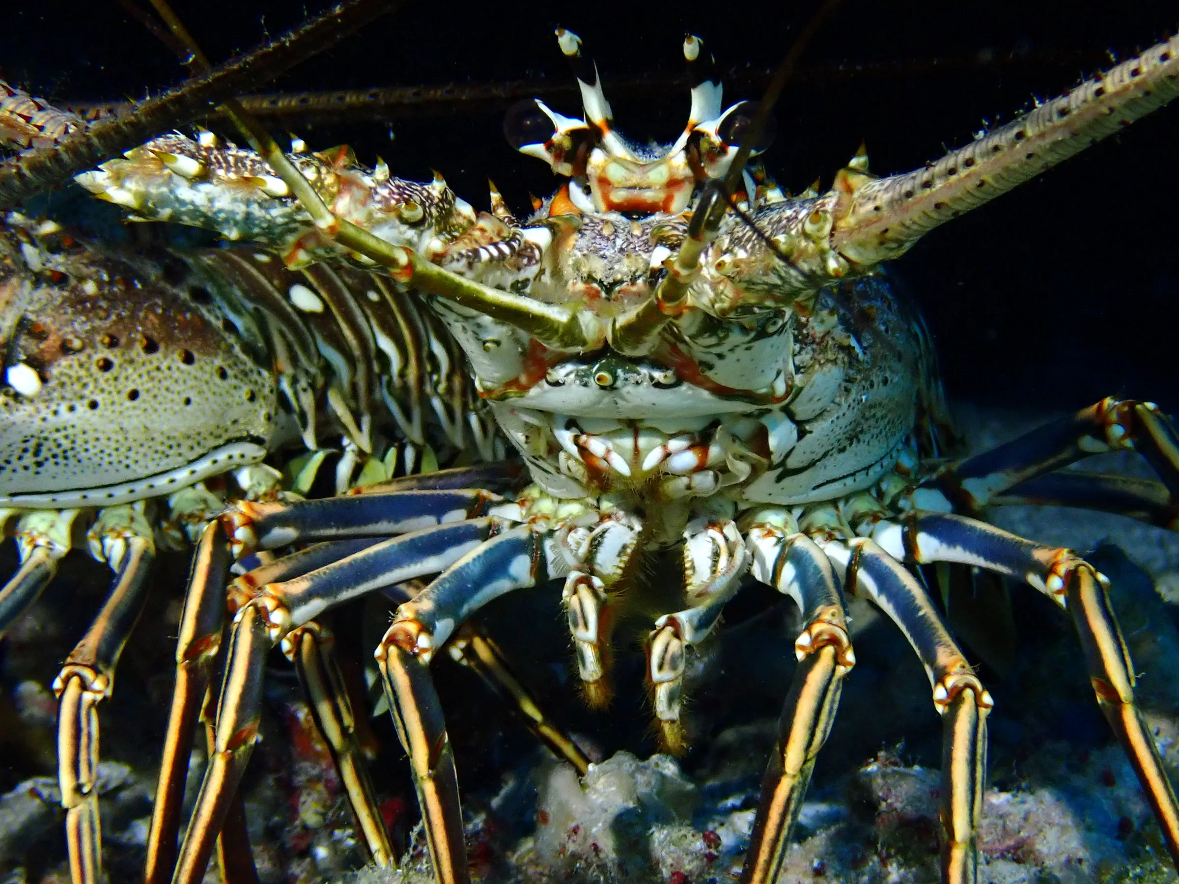 Cozumel underwater photograph, 2023
