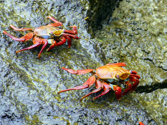 Sally Lightfoot Crabs (endemic to Galapagos).