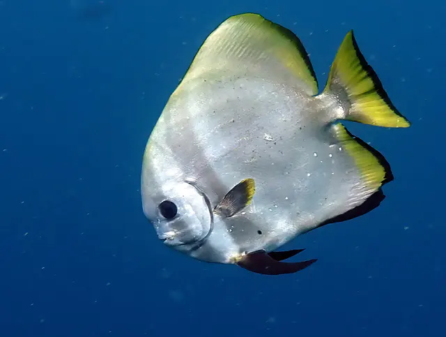 Underwater photograph by Joel Bergsma