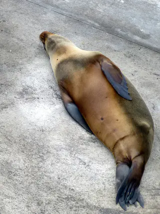Floreana - Sea Lions resting on pier.