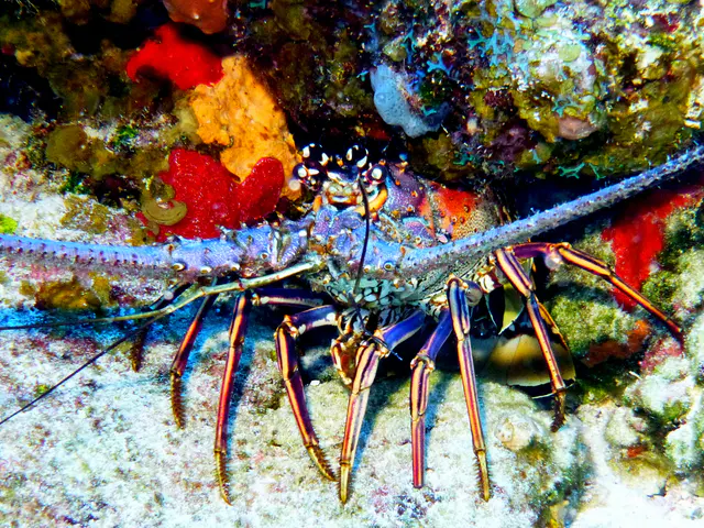 Underwater photograph by Joel Bergsma