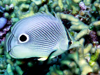 Underwater photograph by Joel Bergsma