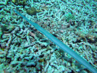 Cornetfish. See Gerald Allen, et al, Reef Fish Identification - Tropical Pacific (2003) at page 400.