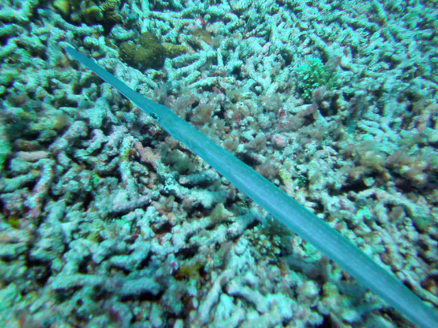 Cornetfish.  See Gerald Allen, et al, Reef Fish Identification - Tropical Pacific (2003) at page 400.