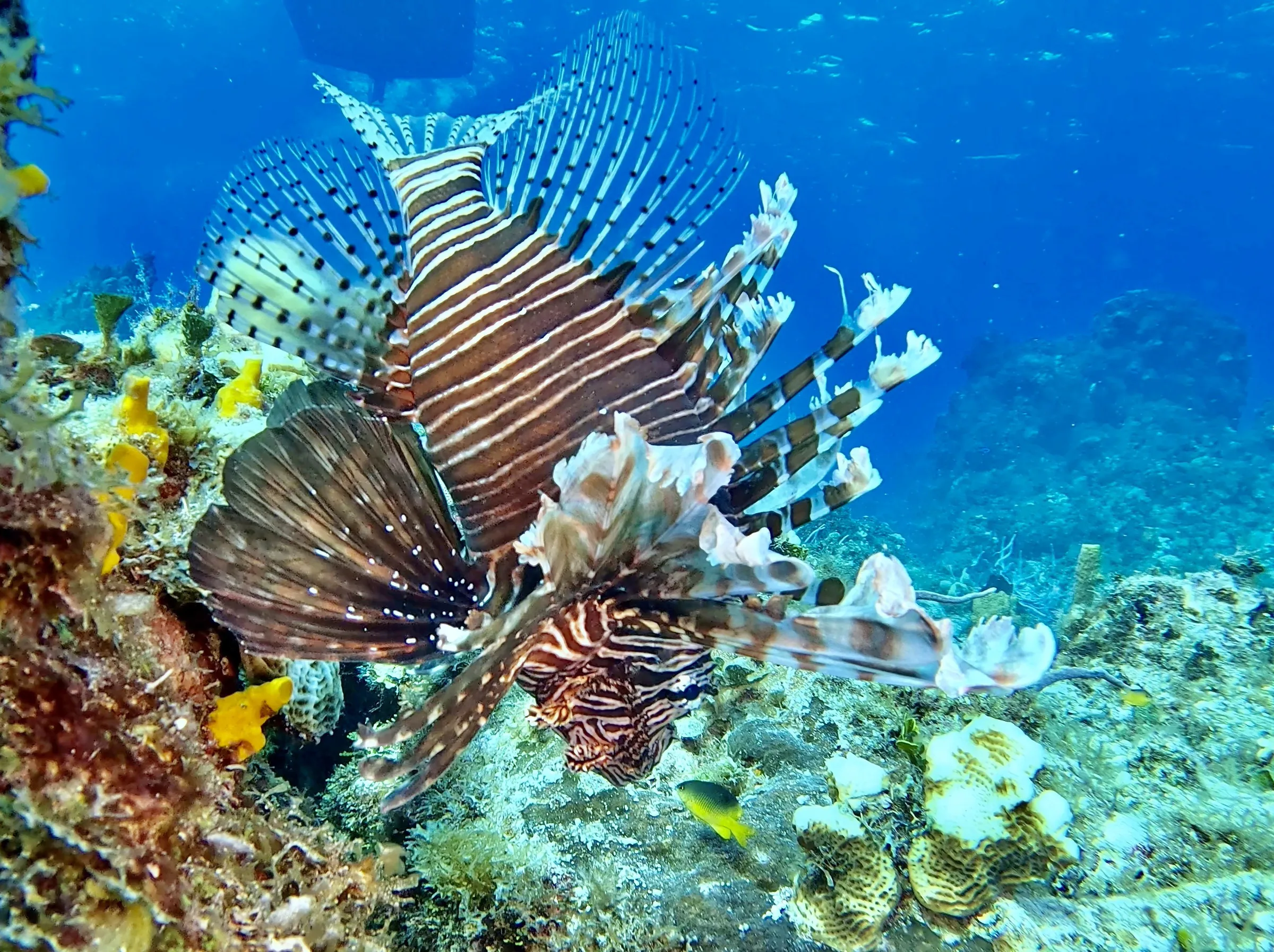 Cozumel underwater photograph, 2025