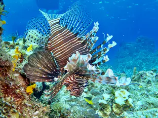 Underwater photograph by Joel Bergsma
