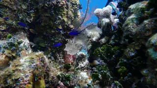 Reef fish