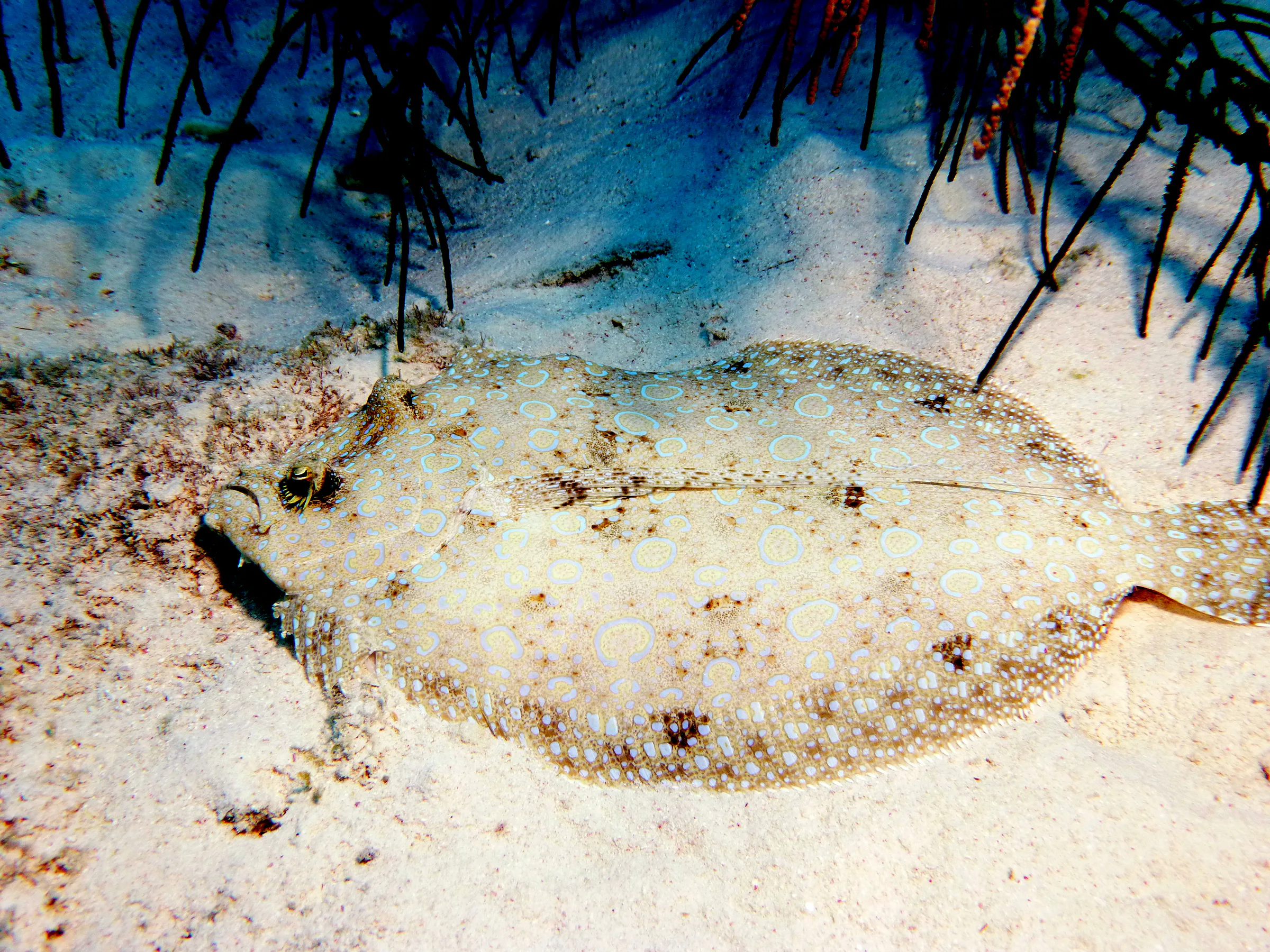 Flounder, Bonaire, 2013