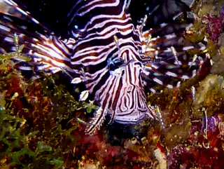 Underwater photograph by Joel Bergsma