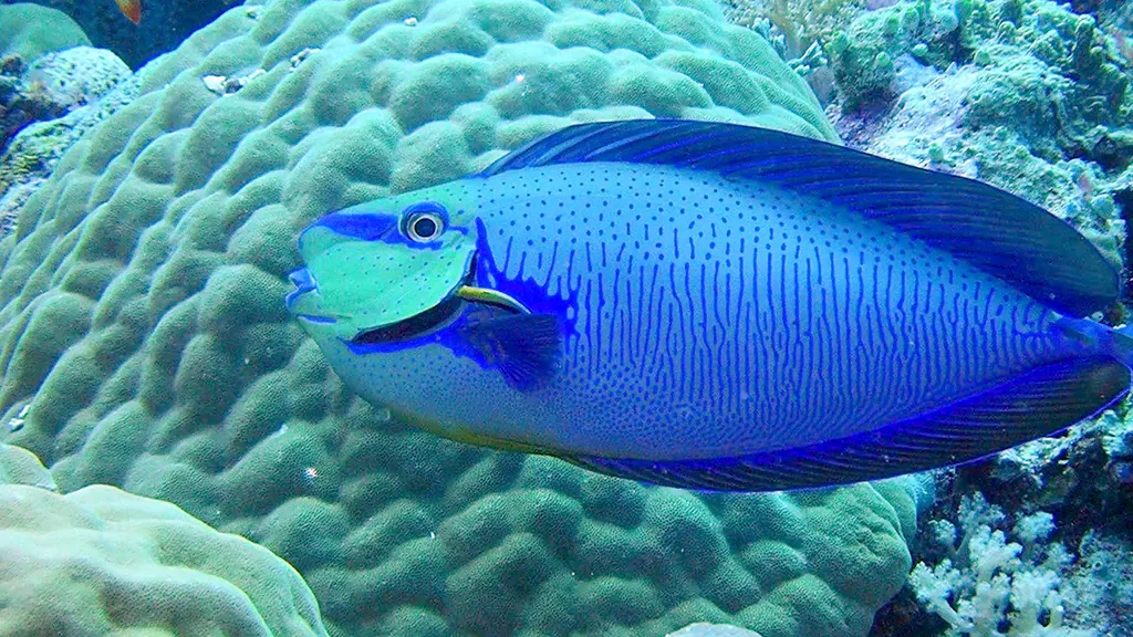 Underwater photograph by Joel Bergsma