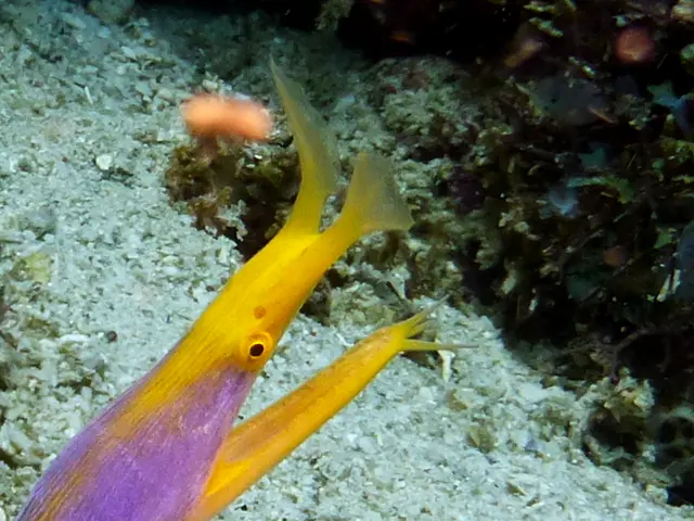 Underwater photograph by Joel Bergsma