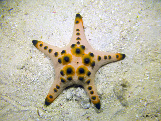 Underwater photograph by Joel Bergsma