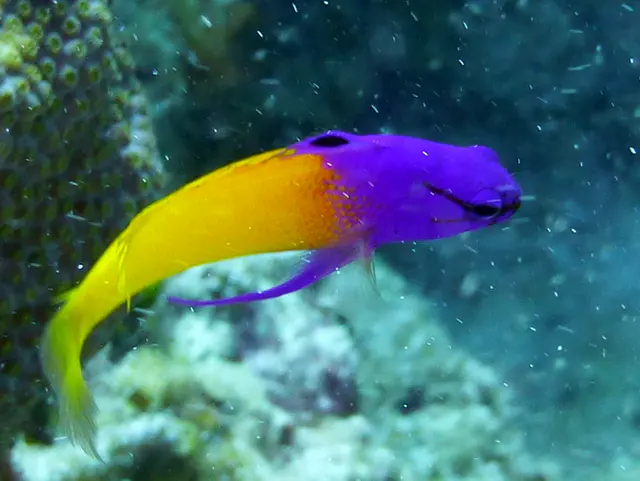 Underwater photograph by Joel Bergsma