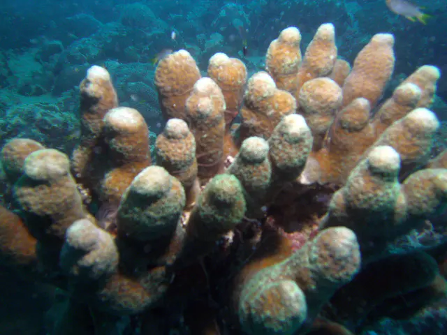 Finger coral on the wreck's main deck.
