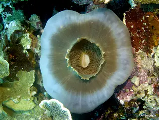 Underwater photograph by Joel Bergsma