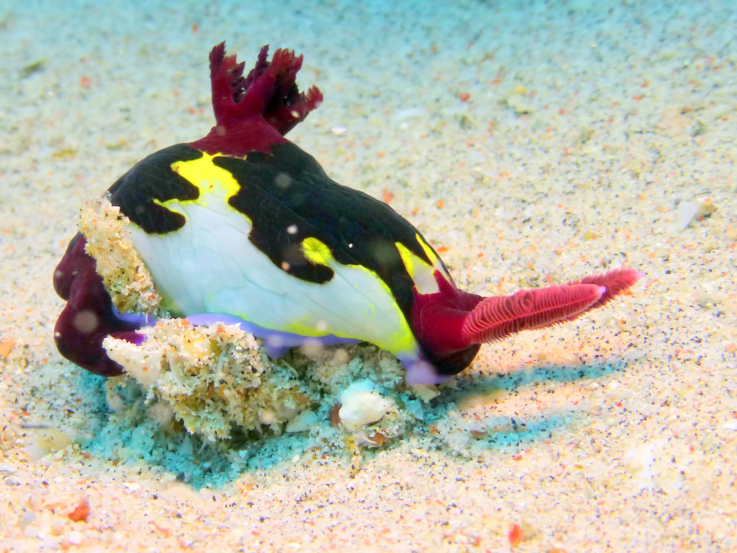 Nudibranch, Philippines, 2014