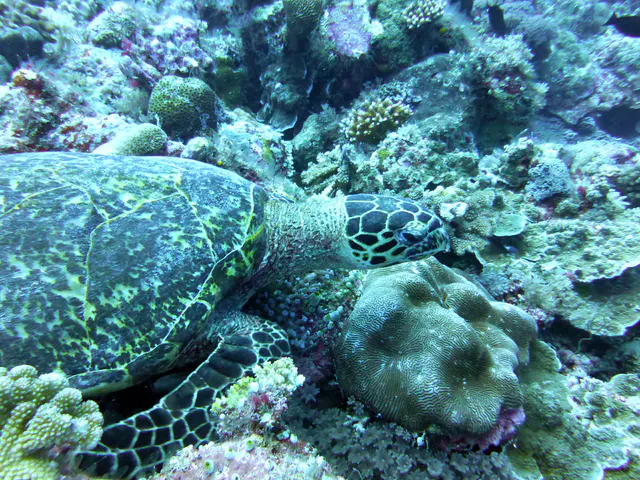 Underwater photograph by Joel Bergsma