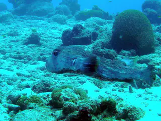 Underwater photograph by Joel Bergsma