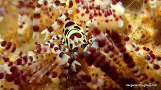 Underwater photograph by Joel Bergsma