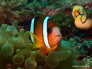Underwater photograph by Joel Bergsma