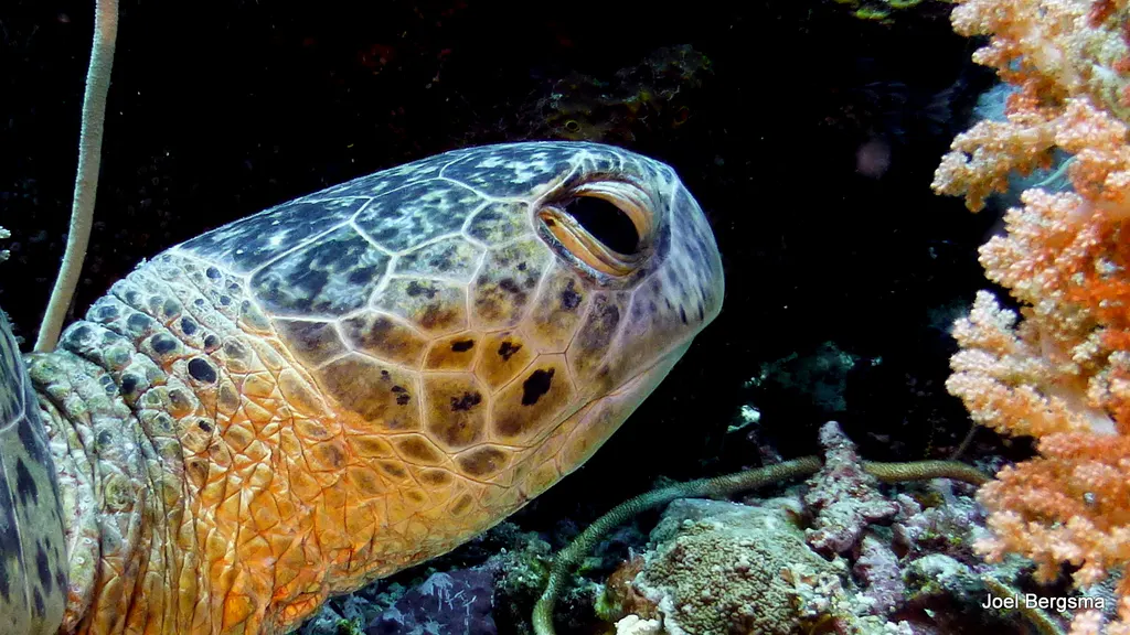 Underwater photograph by Joel Bergsma